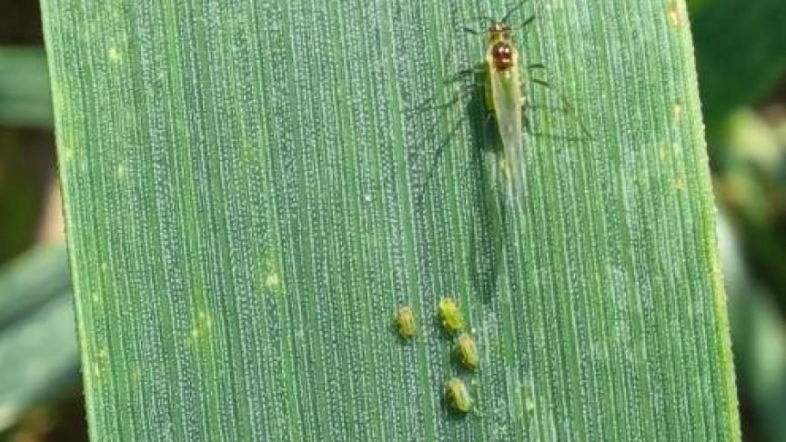 En piquant l’épi en formation, les pucerons impactent négativement le poids et le nombre de grains.