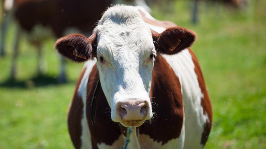 Chez les bovins, la récente épidémie de BTV-3 a entraîné davantage de décès que les années précédentes.