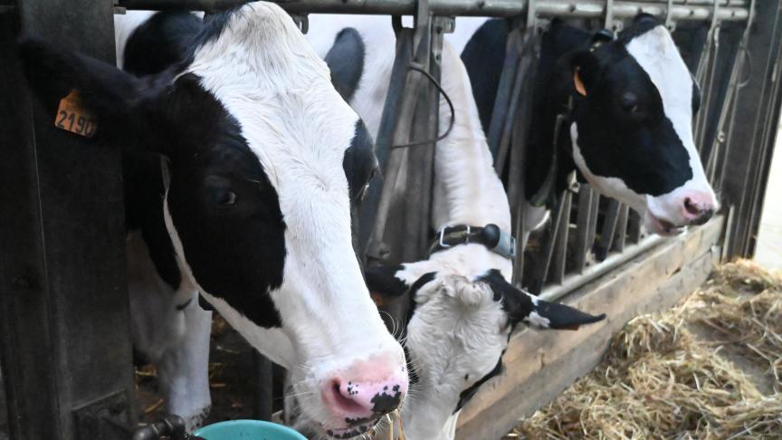 L’alimentation, l’environnement, la technique de traite, les vaches et le stockage du lait : des éléments primordiaux pour réussir sa production.