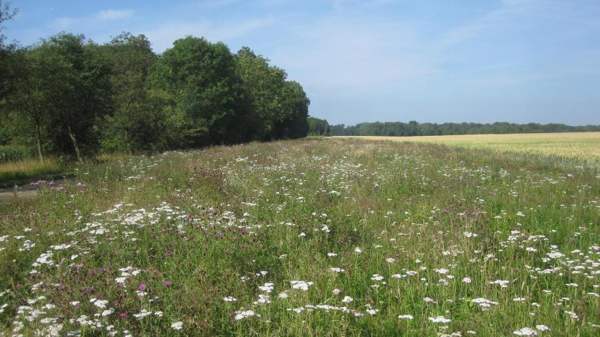 Les bandes fleuries constituent des habitats pérennes pour les auxiliaires,où ils pourront se développer à l’abri de toute perturbation.