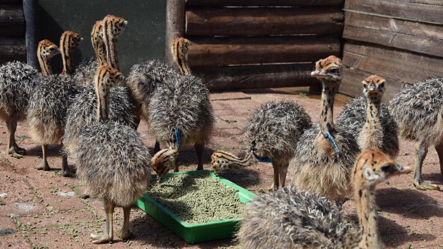 Les autruches sont les seuls oiseaux à ne posséder que deux doigts par patte. Le doigt extérieur, plus petit, est dépourvu de griffe. Grâce à ses très longues pattes musclées et à ses genoux flexibles et souples, elle est très rapide et peut atteindre des vitesse de 70km/h.