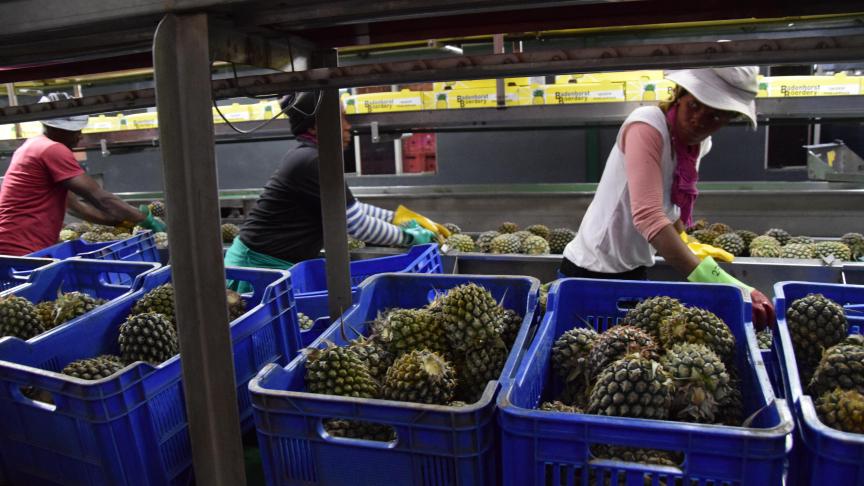 2,5 ha d’ananas sont récoltés et mis en casier chaque semaine.
