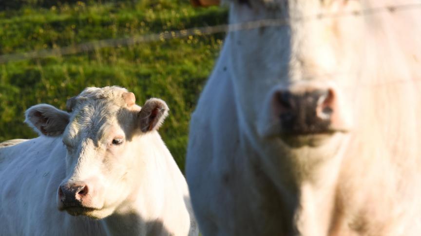 Même si la ferme est déjà infectée, il est essentiel de tester tout nouveau venu. En Belgique, il existe des souches différentes.