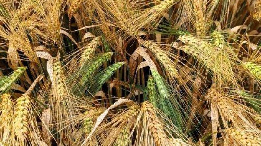 Tardillons verts dans une parcelle d’orges brassicoles d’hiver.