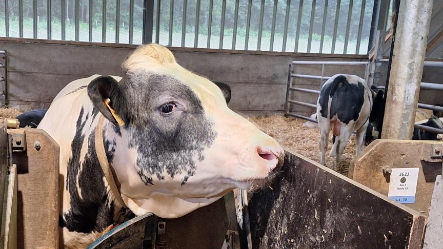 Des essais ont notamment été réalisés sur des Blanc-Bleu-Belge croisés  Holstein.