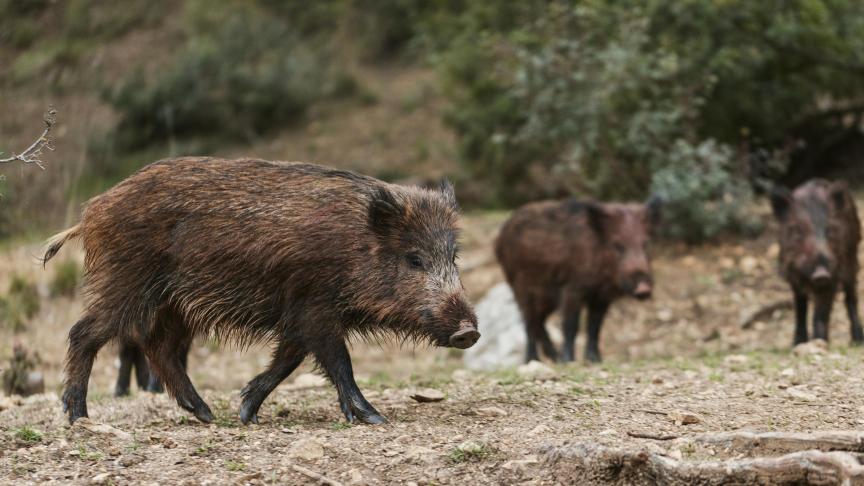 Le dernier cas en date a été détecté chez un sanglier en Allemagne, à 200 kilomètres de la frontière belge.