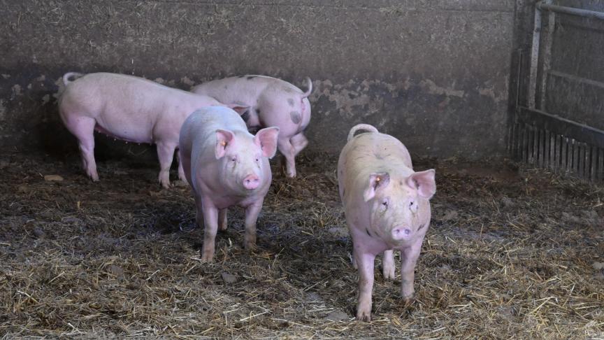 L’année passée, le pourcentage des exploitations ayant une utilisation élevée d’antibiotiques a encore diminué dans le secteur des porcs, des poulets de chair et des veaux de boucherie.
