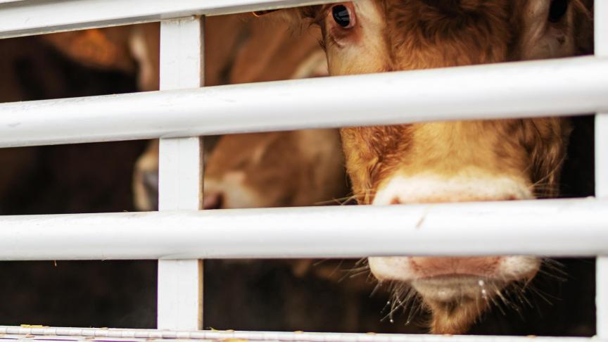 Pour le BVD, si la majorité des  exploitations et animaux est indemne,  la Belgique n’est pas reconnue comme étant sous programme d’éradication officiel, ce qui complique les échanges...