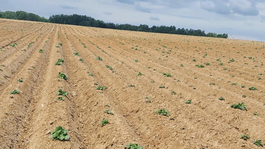 Unaccord a été obtenu pour que les problèmes d’émergence des pommes de terre plantées après le 5 juin puissent être signalés jusqu’au 31 juillet.