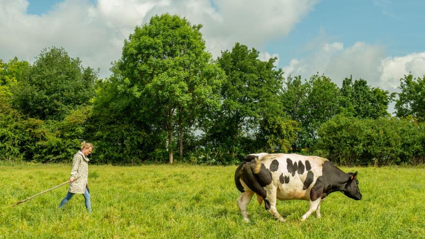 Le Danemark a récemment introduit une taxe carbone sur son agriculture.