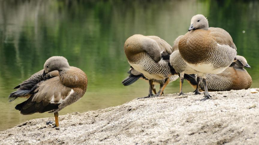 Bien que rare, la transmission de l’animal à l’homme nécessite une vigilance accrue.