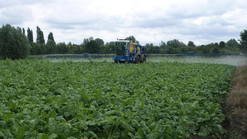 En betteraves, Panorama sera appliqué  à la dose de 0,6 l/ha. Dans le planning  de la ferme, on interviendra juste  avant de récolter le froment.