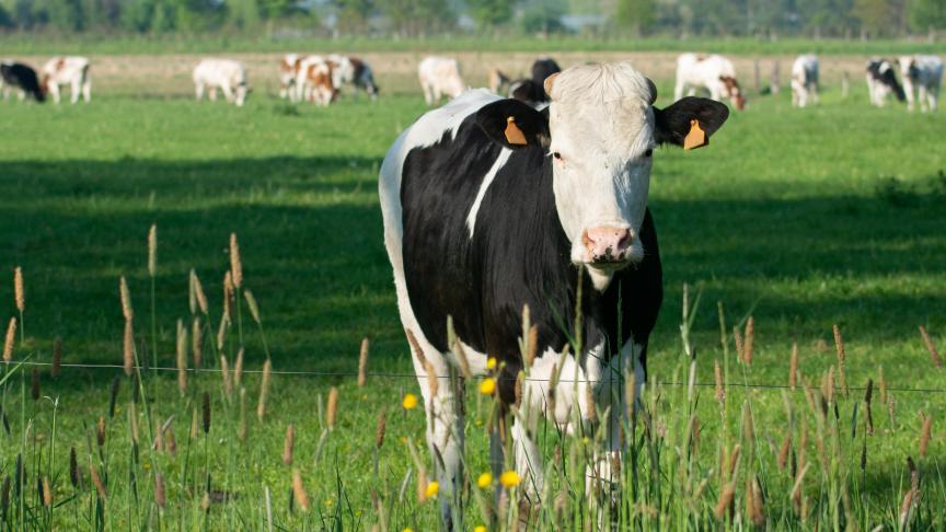 En 2022, la production bovine était présente dans 1.786 exploitations, soit 76,29 % d’entre elles.