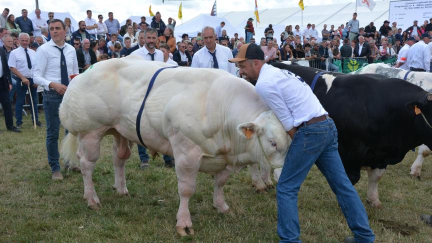En Blanc-Bleu Belge,200 animaux ont été sélectionnés pour participer à cette compétition nationale.