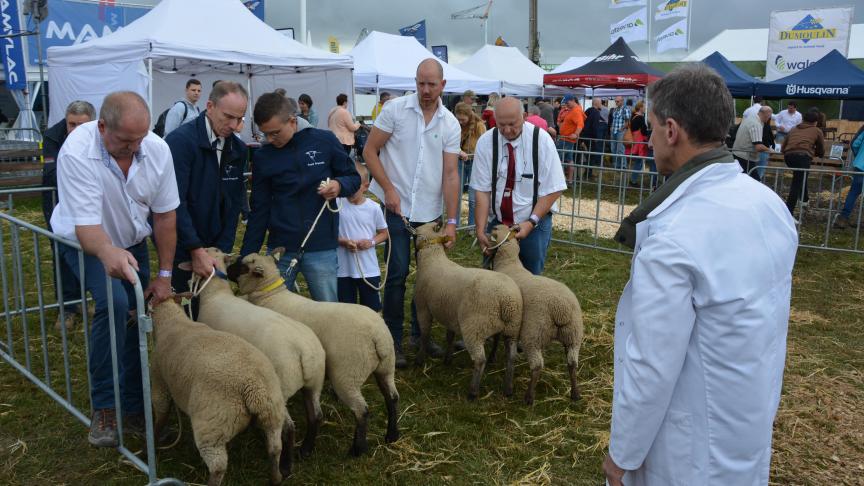 Onze races ont été proposées à l’inscription  de la compétition ovine.