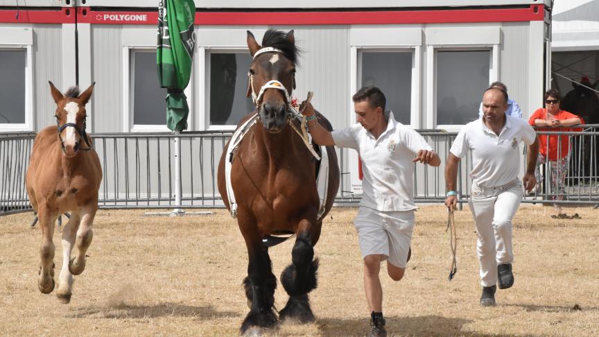 Le concours national du cheval de trait ardennais est très symbolique car elle est à l’origine de la Foire agricole de Libramont.