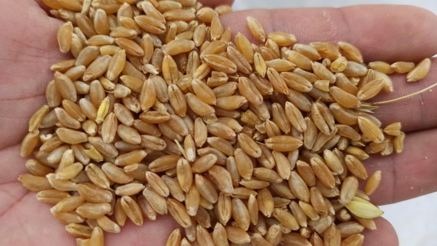 Grain de blé dur