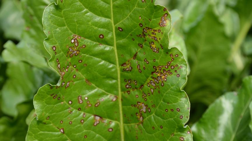 L’infestation de cercosporiose a été telle l’année dernière que la plus grande précaution s’impose cette année.