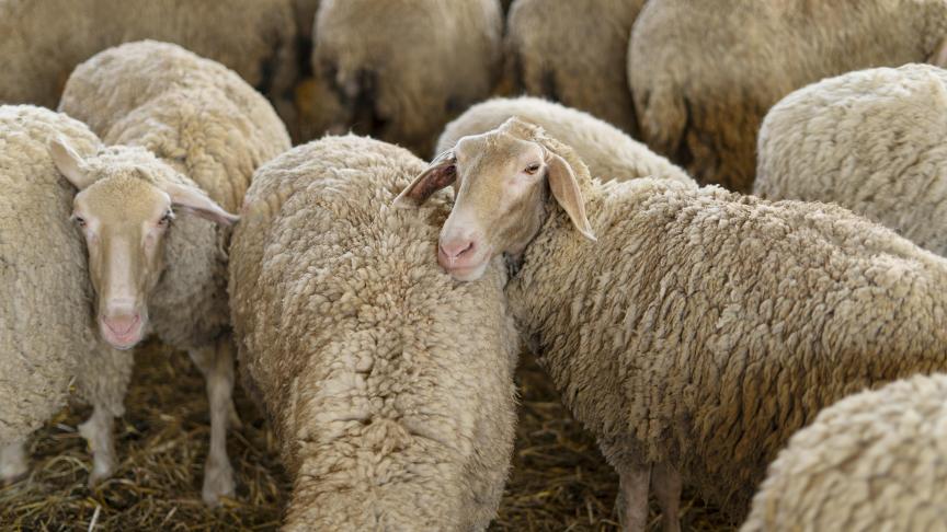 L’infection persistera au moins jusqu’à la fin de l’été et en cas de températures élevées. Les insectes sont en effet moins actifs lorsqu’il fait plus froid.