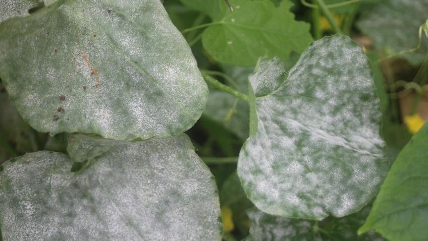 L’oïdium peut se développer et s’étendre sans qu’il y ait de pluie ou de rosée. Il lui suffit de disposer d’une humidité relative de 70 ou de 80%. Ces conditions sont fréquemment observées sous serre maraîchère après la fin juillet.