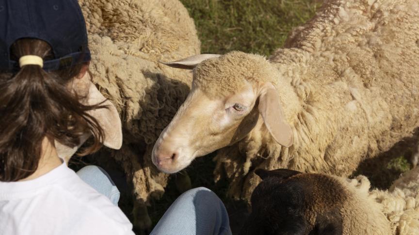 Un abattement très marqué et une fièvre élevée sont des symptômes souvent signalés par les éleveurs, avec chez les ovins une hypersalivation.