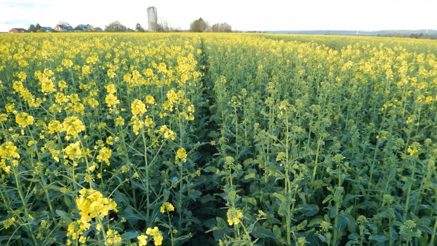 Selon les variétés implantées, la floraison du colza sera plutôt précoce (à gauche) ou tardive (à droite).