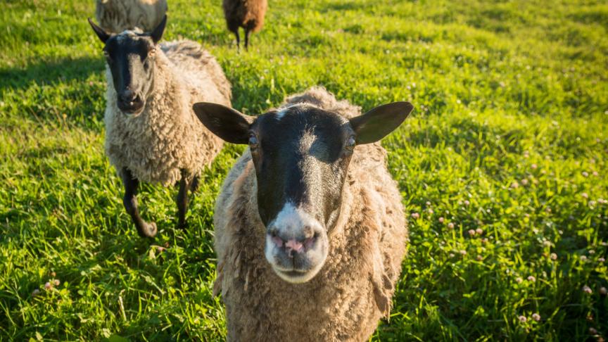 Ce sont surtout les ovins (485 cas) et les bovins (382 cas) qui ont contracté le virus, mais trois chèvres et quatre alpagas ont également été infectés.