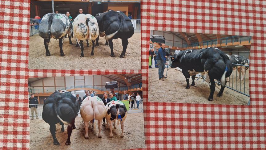 Au marché-concours de Libramont en 2022 où la famille avait remporté le 1 er  prix au concours de raceuses avec  la mère de ce taureau (Attribut X Lennie),  et le 1 er  prix des taureaux avec 5049.