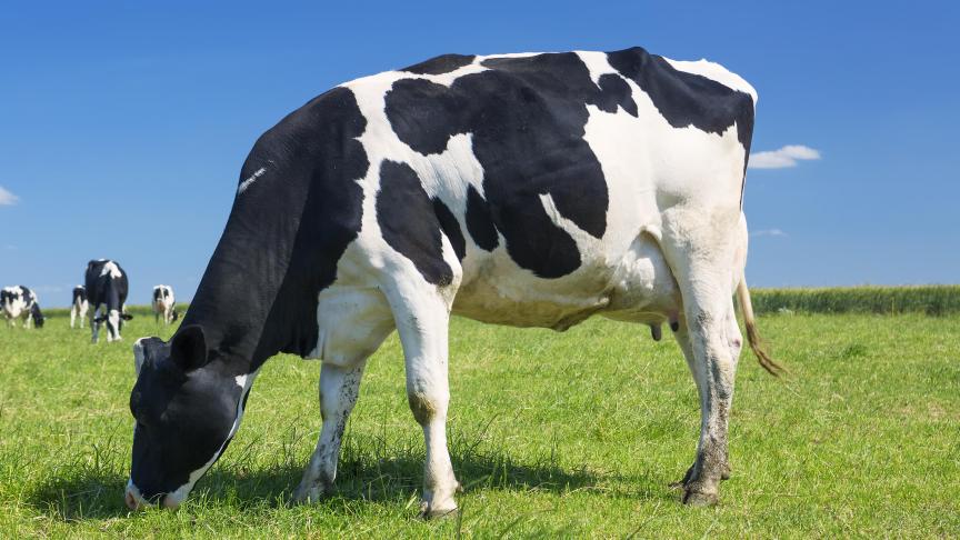 Les bovins sont généralement un peu moins touchés par le virus.