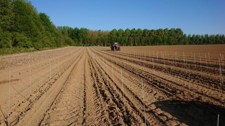 Chaque hectare planté représente environ 5.000 pieds, soit autant de bouteilles  qu’il faut être en mesure d’écouler.