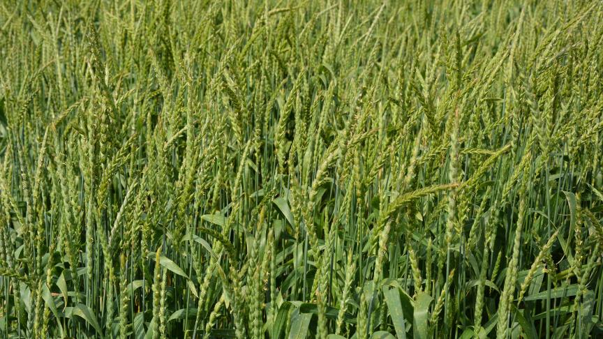 L’étude confirme que l’épeautre est la céréale la plus intéressante financièrement en Ardenne.