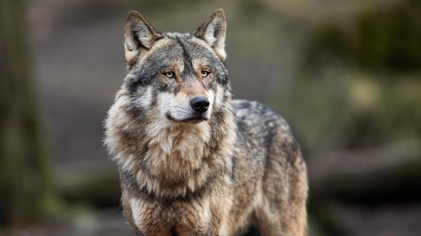 La commission européenne a proposé une révision du statut du loup pour  le faire passer d’une protection stricte  à une protection simple.