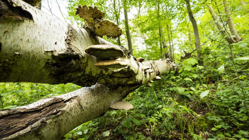 La mort n’est pas une fin en soi. Le projet Chronoxyle rappelle qu’un arbre mort permet de fertiliser le sol et d’accueillir de nombreux êtres vivants.