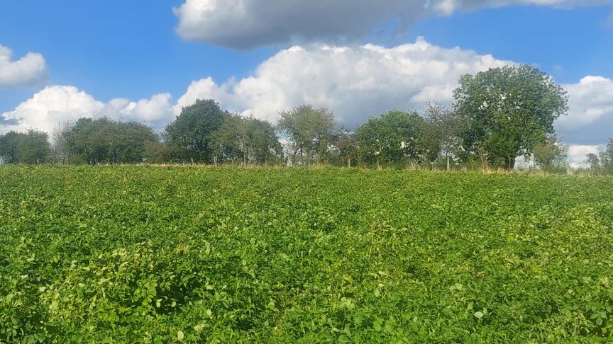 Le feuillage est encore bien actif (sauf sur les parcelles plantées tôt) pour faire progresser le PSE et le rendement dans les prochaines semaines.