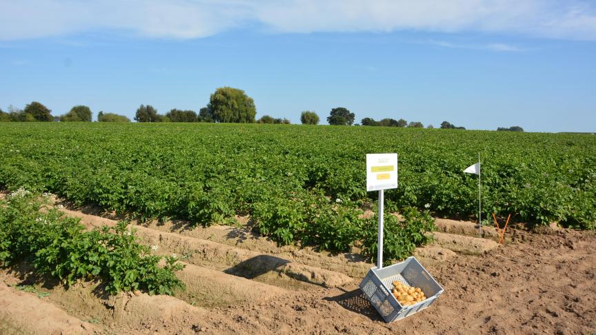 L’essai compare deux itinéraires «bas intrants» à un itinéraire conventionnel, classiquement adopté en pratique.