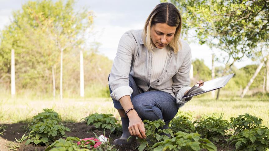 Le marché est très inégalement développé d’un Etat à l’autre.
