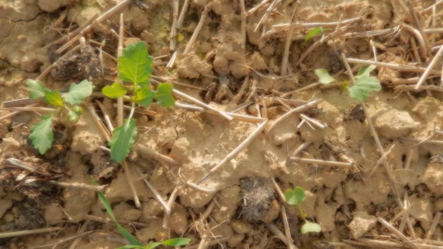 Des dégâts de limaces sont bien visibles, aussi bien en bordure qu’au milieu du champ.
