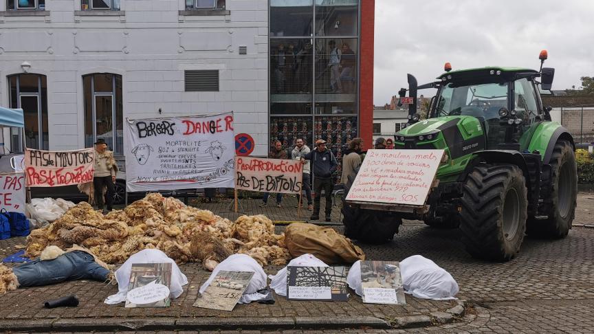 Malgré les soins apportés par les éleveurs, ces derniers estiment que 23.000 ovins sont déjà morts en Belgique.