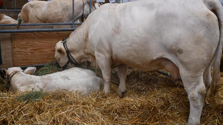 Pour la Charolaise, un jeune bovin  présente en moyenne 7 lésions podales différentes.
