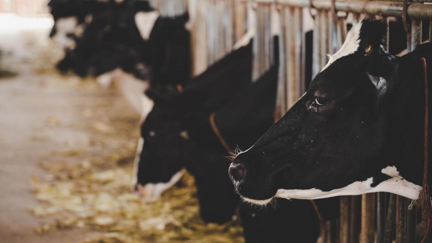 Pour bénéficier de ce mécanisme, les éleveurs devront posséder un troupeau de minimum 30 bêtes pour les ovins et de 10 bêtes pour les bovins.