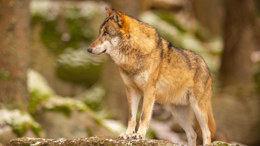 Le loup est, et reste, une espèce protégée, a indiqué la ministre