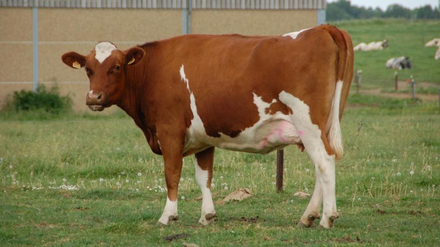 Les ruminants sont des « artisans de la civilisation » affirme Frédéric Rollin.