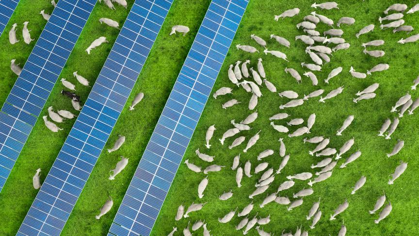 En Wallonie, un mémorandum sur l’agrivoltaïsme a vu le jour durant l’été. Il doitguider les discussions entre les différentes parties impliquées.