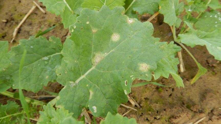 Des taches de phoma apparaissent sur les feuilles de colza, suite aux conditions très humides depuis le semis.