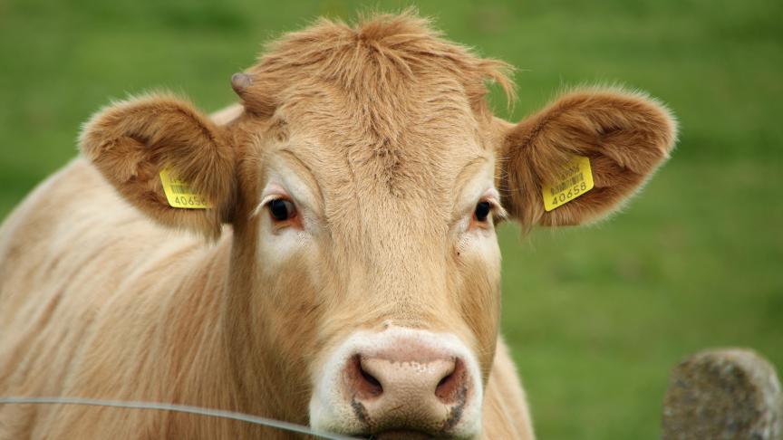 Pour M. Varhelyi «l’approche du bien-être des animaux d’élevage doit être équilibrée, prendre en compte les critères socio-économiques et la compétitivité et s’appuyer sur des preuves solides».