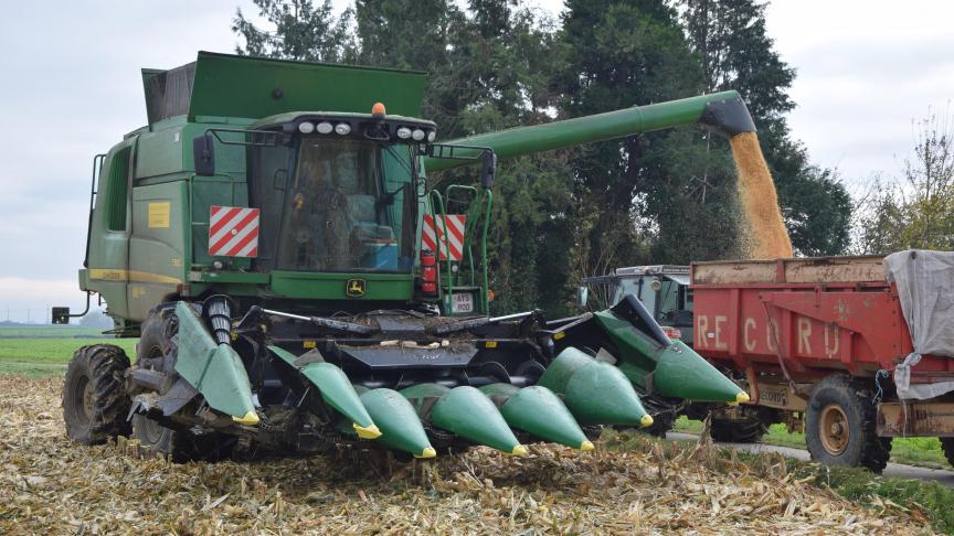 En maïs grain à sécher, vu les frais  de séchage, il est recommandé  de patienter encore quelques jours  avant de récolter, pour autant que  la situation le permette.