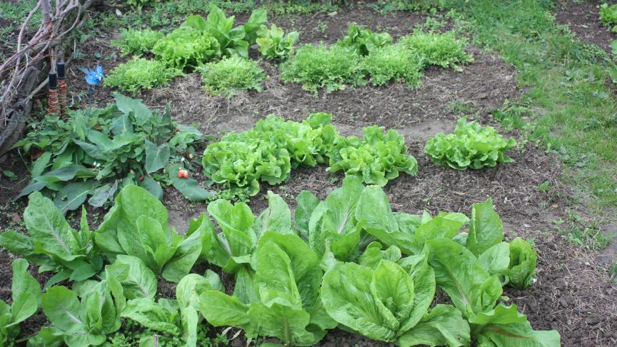 En particulier pour les potagers de petite taille, nous travaillons par zones plutôt que par bandes. Pour éviter de les piétiner inutilement, nous pouvons marcher sur des planches amovibles.