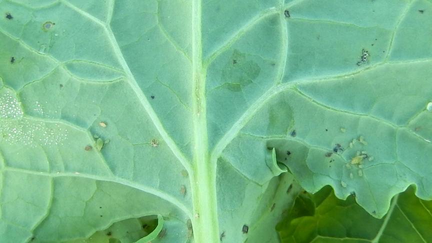 Sur les plantes, le nombre de pucerons observés à la face inférieure des feuilles varie entre 0 et 7 pucerons en moyenne par plante observée.