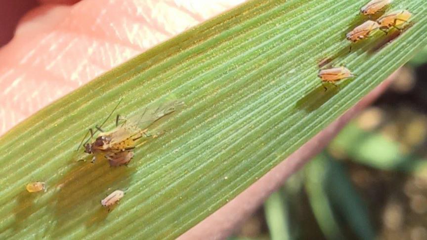 Un traitement insecticide est conseillé si plus de 10% des plantes sont infestées par au moins un puceron. C’est le cas pour une majorité de champs qui n’ont pas encore été traités.