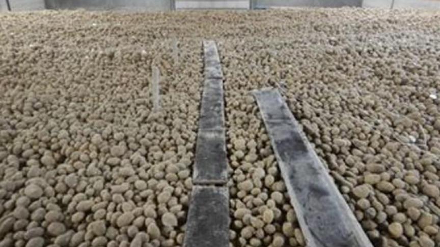 Des planches sur le tas, permettent d’aller voir régulièrement les pommes de terre, sans abimer les tubercules.